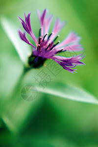 紫矢车菊图片