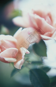 粉蔷薇背景图片