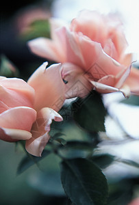 粉蔷薇背景图片