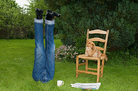 宠物狗看着人体模特腿图片