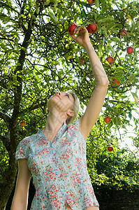 女人和苹果树图片