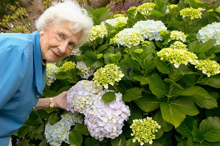 闻花香的老年人