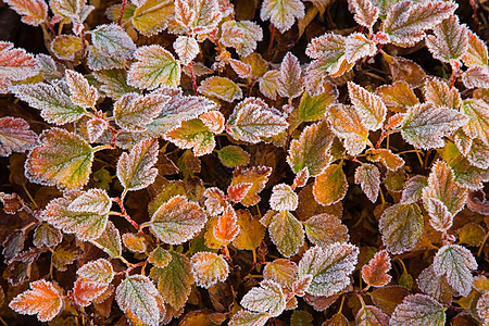 植物叶子上的霜图片