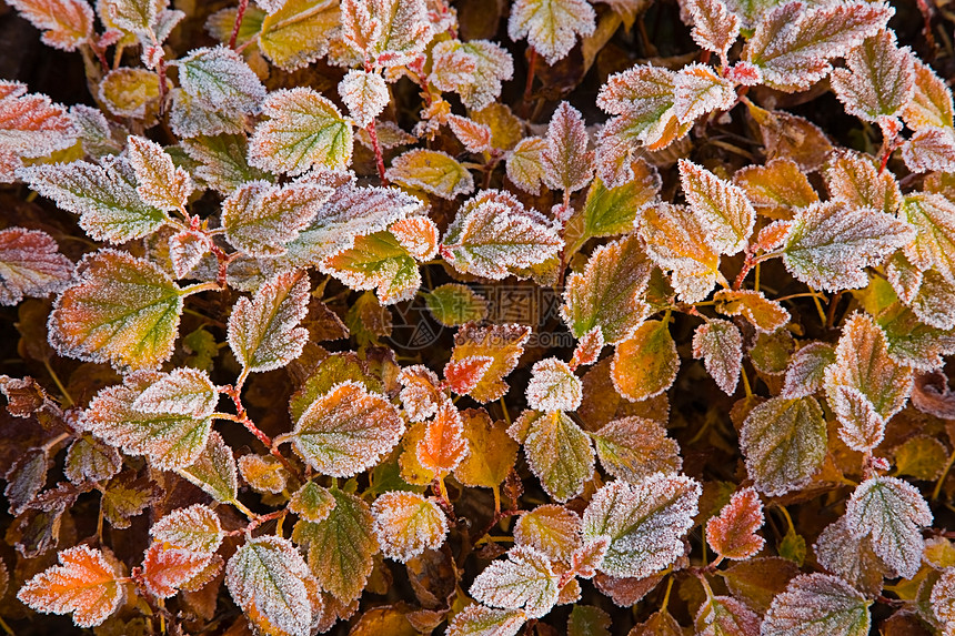 植物叶子上的霜图片