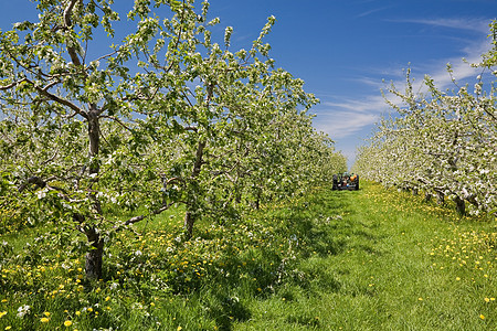 苹果园野外苹果树高清图片