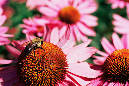蜜蜂在花上图片