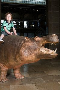 在博物馆里坐在犀牛上的男孩图片
