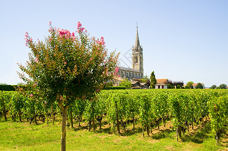 法国阿奎坦波美罗的葡萄园图片