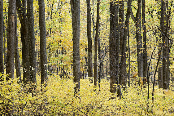 森林中的树木图片