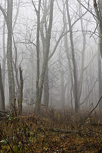 雾蒙蒙的森林图片