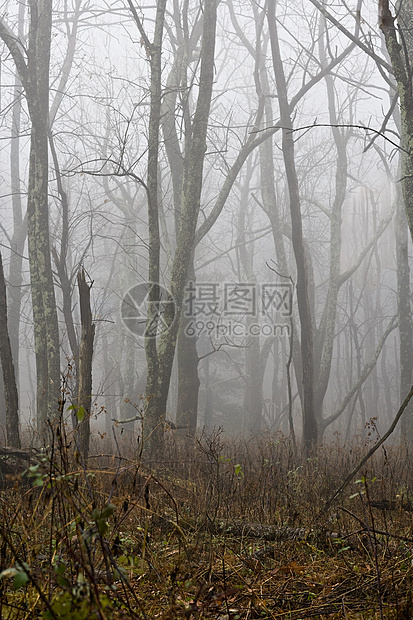 雾蒙蒙的森林图片