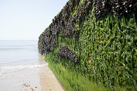海草覆盖海堤图片