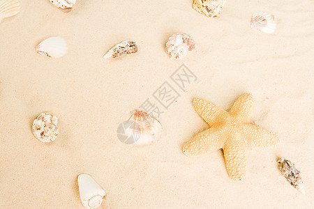 海星和沙子中的贝壳背景图片