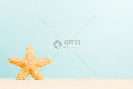 沙中海星图片