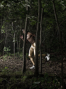 森林里的运动员图片