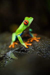哥斯达黎加红眼树蛙图片