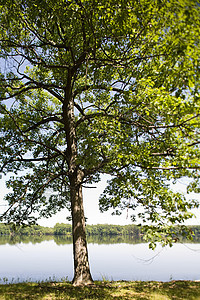 树木和湖泊图片