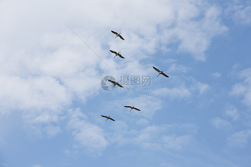 鸟在天上飞高清图片下载 正版图片 摄图网 鸟在天上飞高清图片下载 正版图片 摄图网