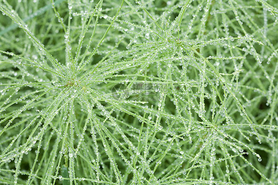 植物上的露珠图片