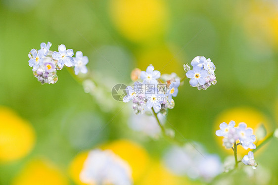 花卉特写图片