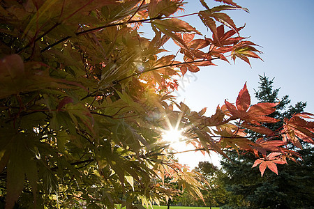 阳光透过树叶撒下来图片