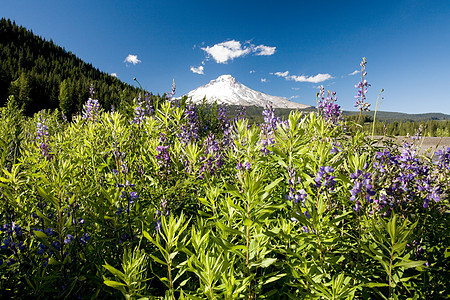 自然风景花图片 自然风景花素材 自然风景花高清图片 摄图网图片下载