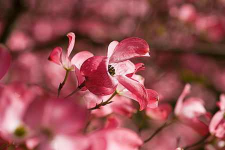 山茱萸花山茱萸开花高清图片