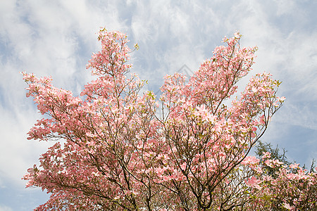 山茱萸花背景图片