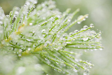 冷杉树上露水的特写镜头背景图片