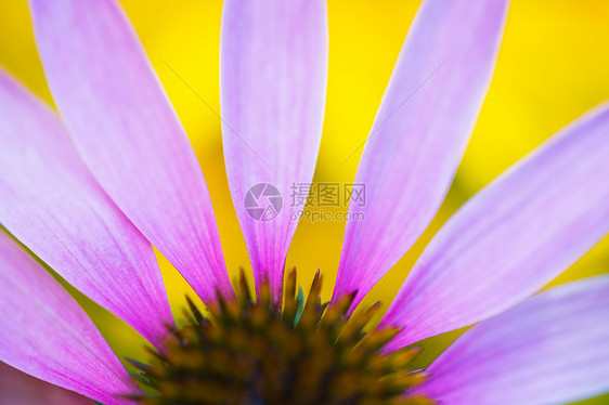 鲜花特写图片