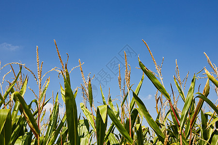 玉米地玉米植株高清图片