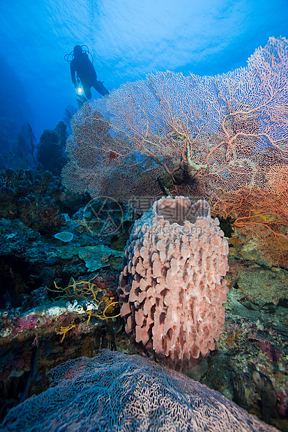 珊瑚礁和潜水器图片