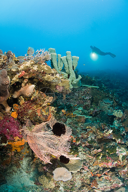 珊瑚礁潜水员图片
