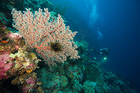 珊瑚礁潜水员图片