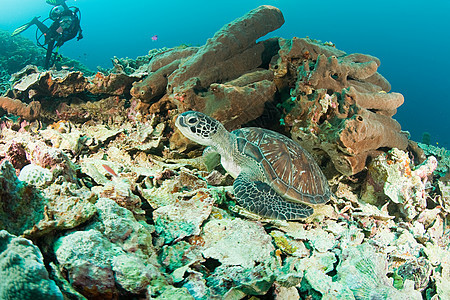 珊瑚礁上的海龟背景图片