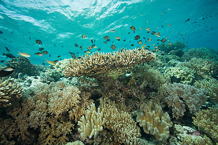 鱼和珊瑚礁鱼类动物浅滩高清图片