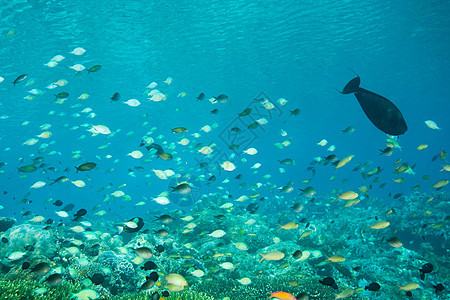 在西帕丹岛游动的鱼图片