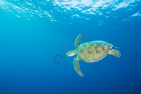 在西帕丹岛游动的鹰嘴龟图片