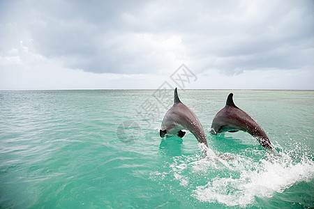 宽吻海豚跃入大海图片