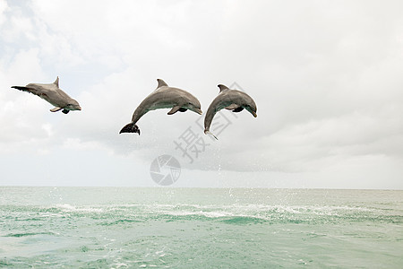 三只宽吻海豚跃出大海图片