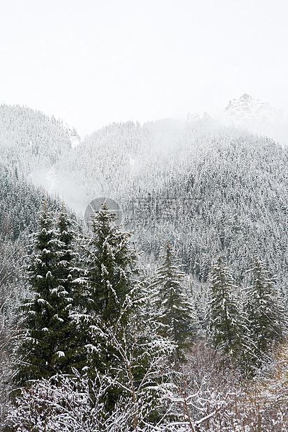 被雪覆盖的树图片