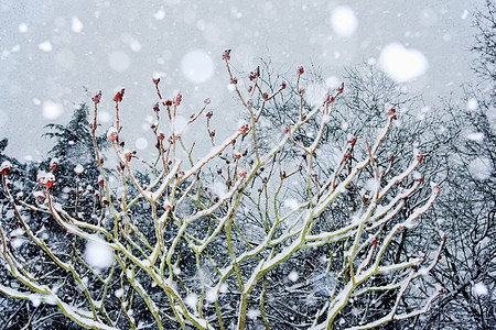 被雪覆盖的树图片