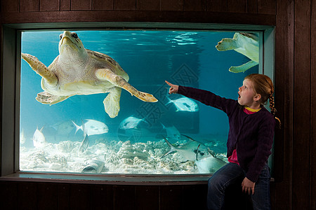 在水族馆里指着海龟的女孩图片
