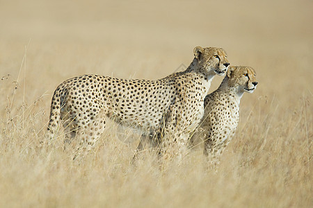 草地上两只猎豹背景图片