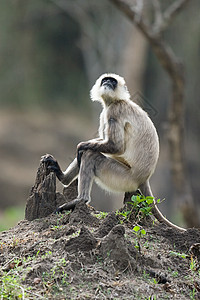 坐在树桩上的叶猴背景图片