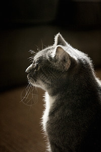 小灰猫图片
