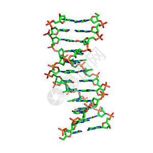 DNA分子图片