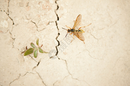 墙上的黄蜂和杂草图片