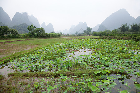 中国广西阳朔水田背景图片