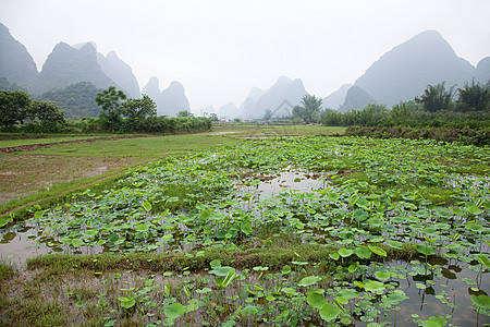 中国广西阳朔水田图片